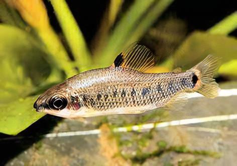 Distichodus Decemmaculatus 5cm - Real Aquatics