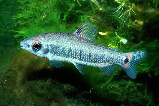 Distichodus Decemmaculatus 5cm - Real Aquatics