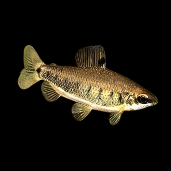 Distichodus Decemmaculatus 5cm - Real Aquatics