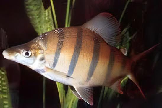 Distichodus Lusosso Long Nose 5cm - Real Aquatics