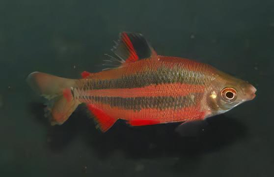 Distichodus Noboli 5cm - Real Aquatics