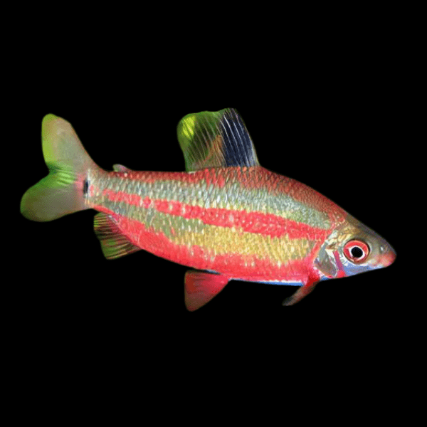 Distichodus Noboli 5cm - Real Aquatics