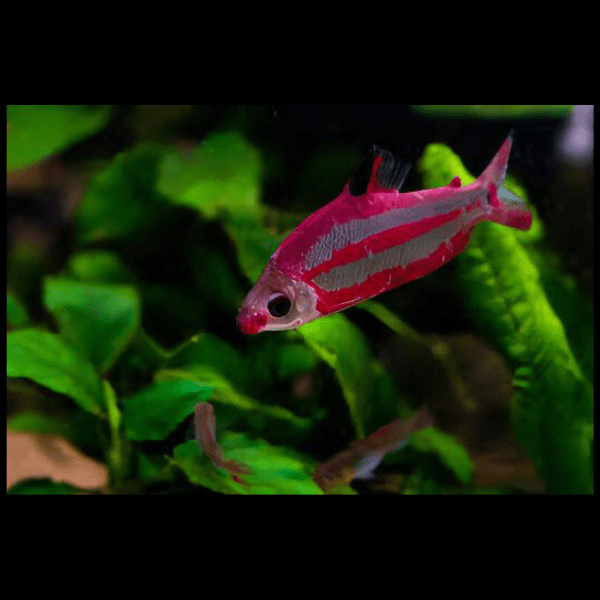 Distichodus Noboli 5cm - Real Aquatics