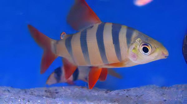 Distichodus Sexfasciatus 5cm - Real Aquatics