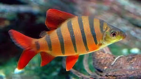 Distichodus Sexfasciatus 5cm - Real Aquatics