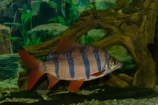 Distichodus Sexfasciatus 5cm - Real Aquatics
