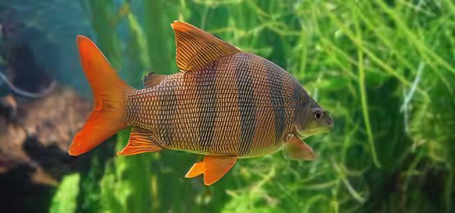 Distichodus Sexfasciatus 5cm - Real Aquatics