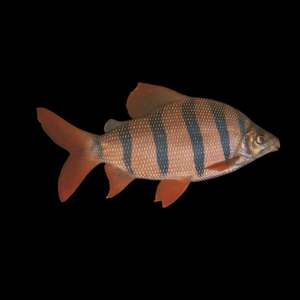 Distichodus Sexfasciatus 5cm - Real Aquatics