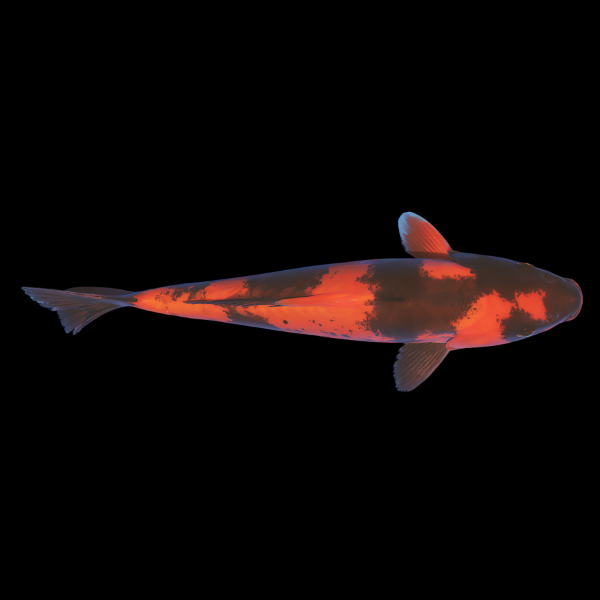 Doitsu Utsuri Japanese Koi Carp Cyprinus Carpio