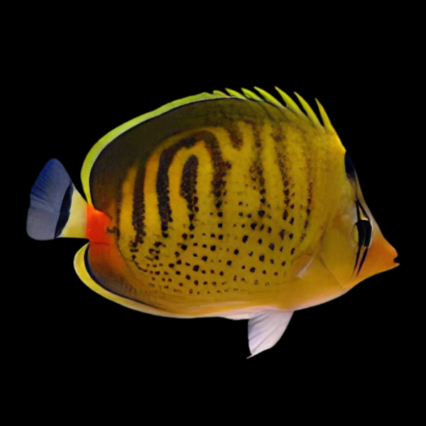 Dot Dash Butterfly Fish Chaetodon Punctatofasciatus - Real Aquatics