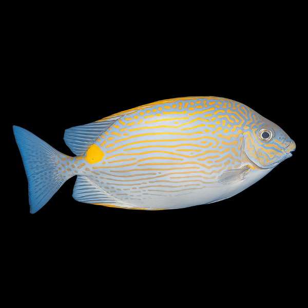 Dot Dash Rabbit Fish Siganus Lineatus - Real Aquatics