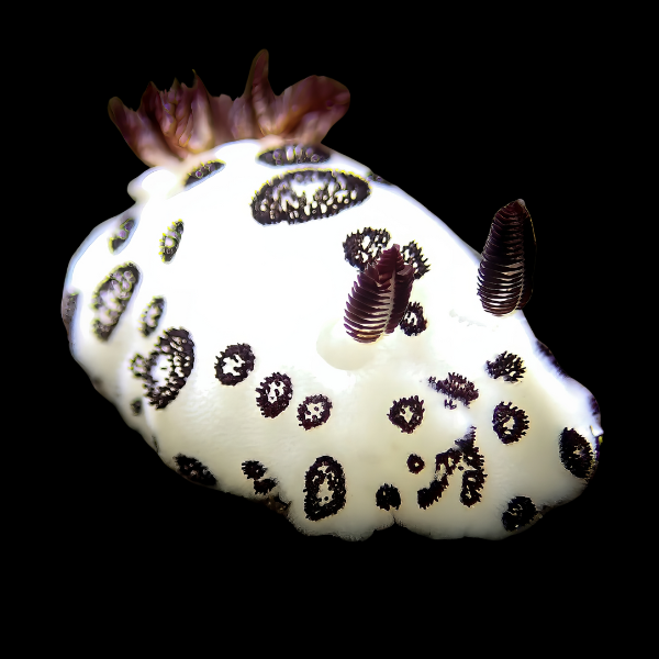 Dotted Nudibranch Jorunna Funebris - Real Aquatics