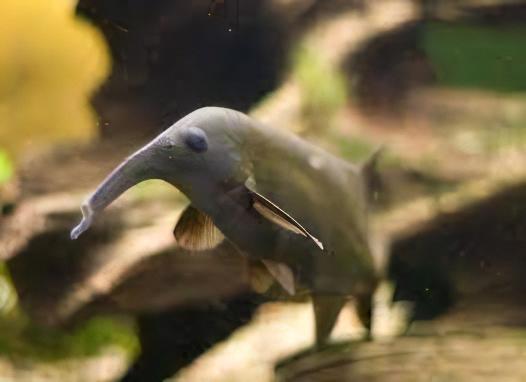 Double Trunk Elephant Nose Campylomormyrus Elephas 10cm - Real Aquatics