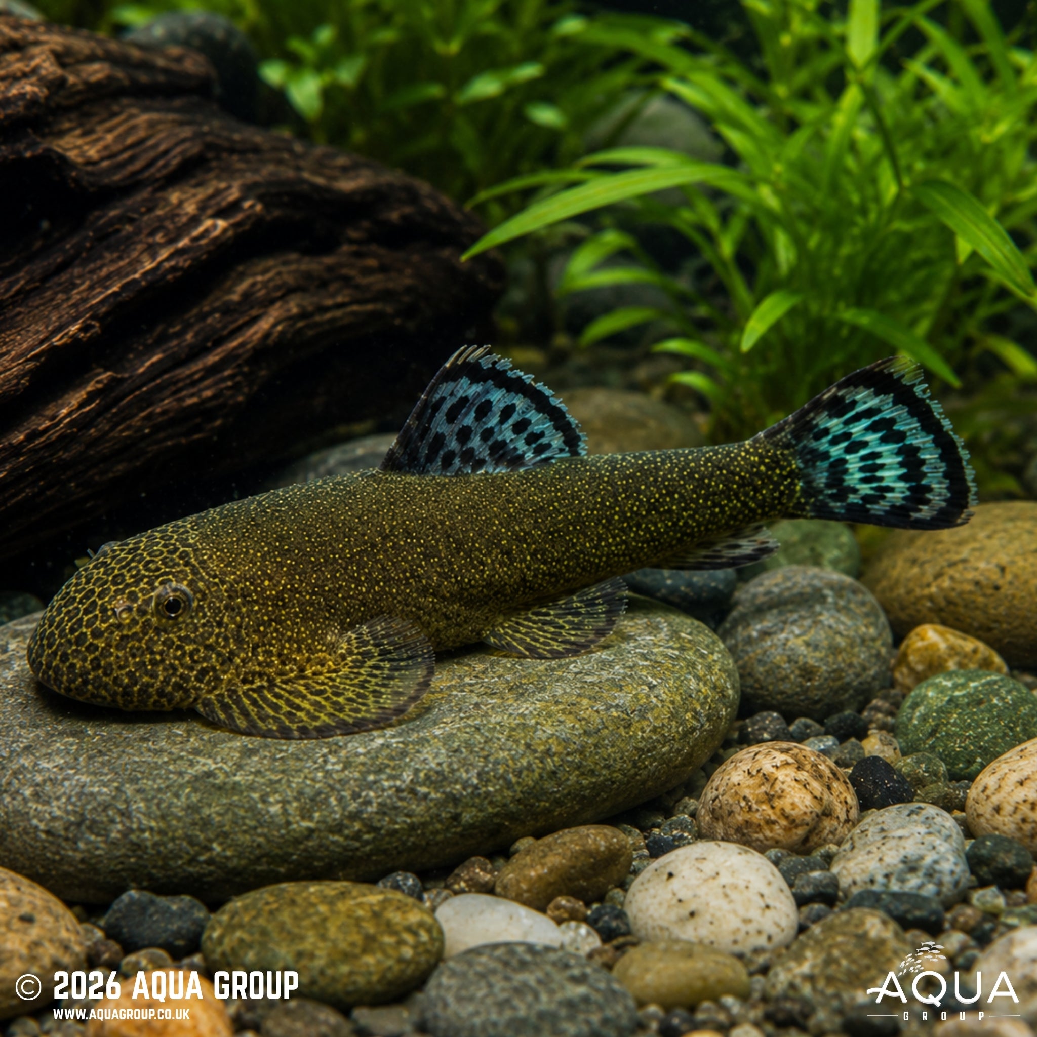 Double Blue Zebra Borneo Loach (Gastromyzon sp.)