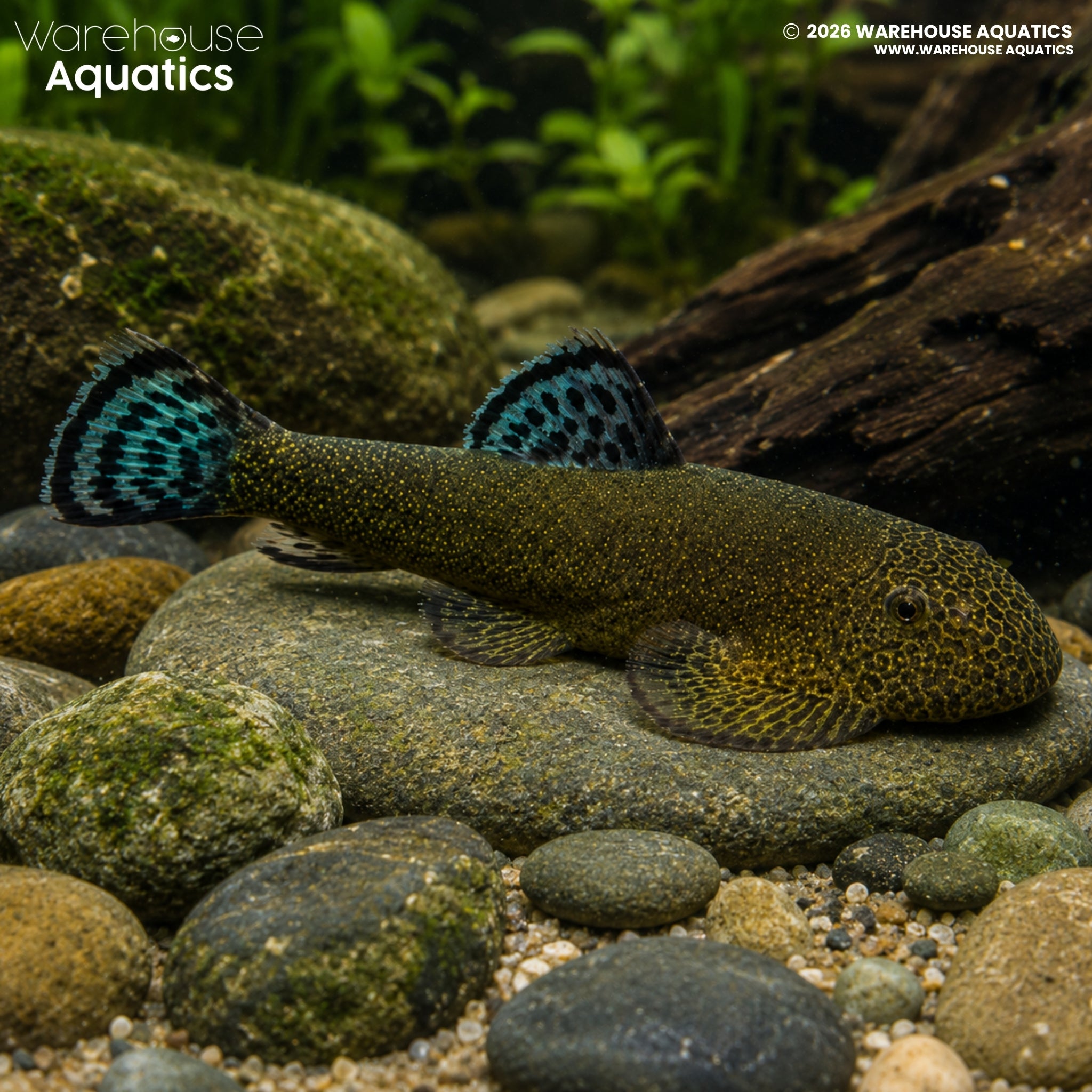 Double Blue Zebra Borneo Loach (Gastromyzon sp.)