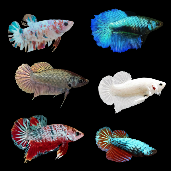 Dragon Scale Half Moon Betta Assorted Female 3cm - Real Aquatics