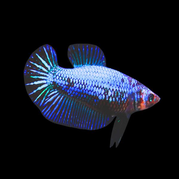 Dragon Scale Half Moon Betta Female Blue Base 3cm - Real Aquatics
