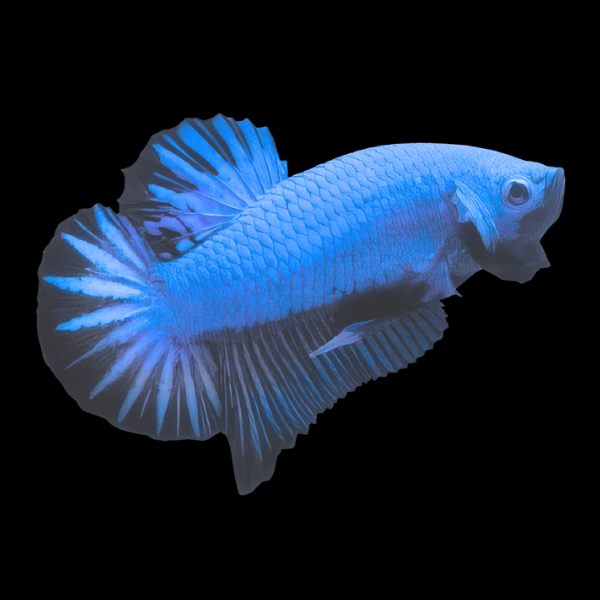 Dragon Scale Half Moon Betta Female Blue 3cm - Real Aquatics