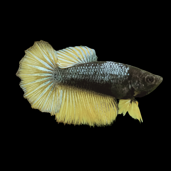 Dragon Scale Half Moon Betta Female Mustard Gas 3cm - Real Aquatics