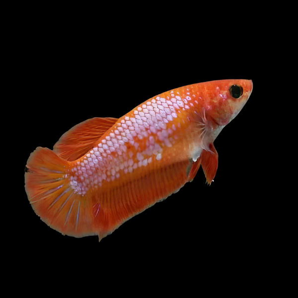 Dragon Scale Half Moon Betta Female Orange Base 3cm - Real Aquatics