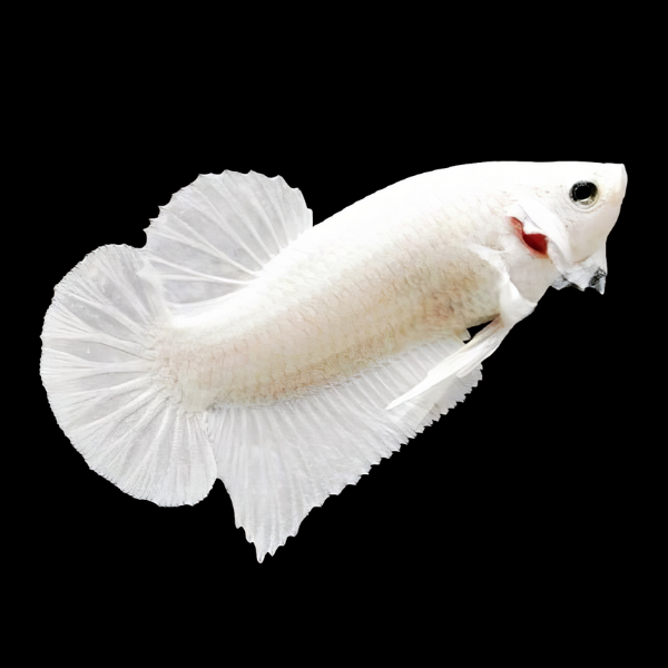 Dragon Scale Half Moon Betta Female Platinum 3cm - Real Aquatics