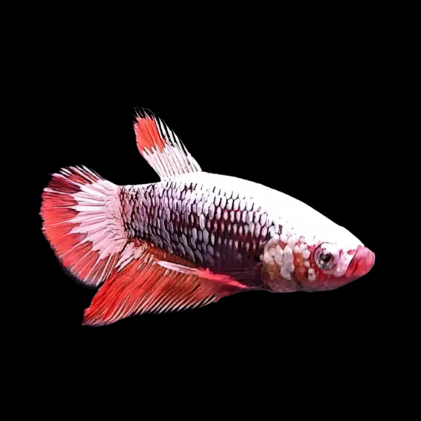 Dragon Scale Half Moon Betta Female Red Base 3cm - Real Aquatics