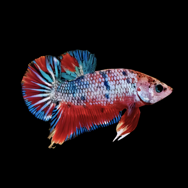 Dragon Scale Half Moon Betta Female Tri Colour 3cm - Real Aquatics