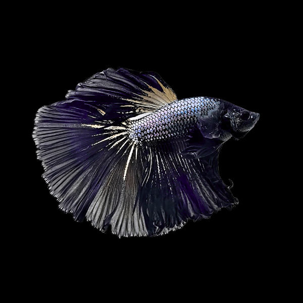 Dragon Scale Half Moon Betta Male Black 3cm - Real Aquatics