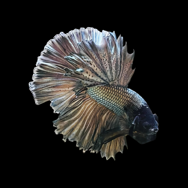 Dragon Scale Half Moon Betta Male Copper 3cm - Real Aquatics