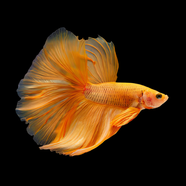 Dragon Scale Half Moon Betta Male Orange Base 3cm - Real Aquatics