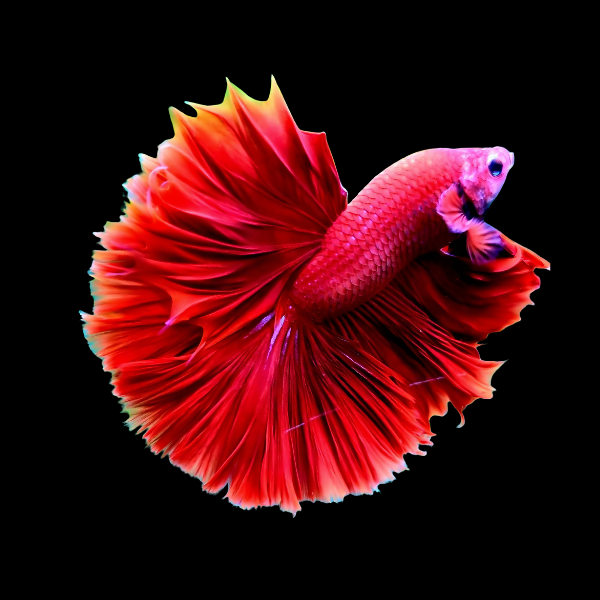 Dragon Scale Half Moon Betta Male Red 3cm - Real Aquatics
