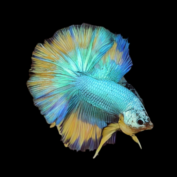 Dragon Scale Half Moon Betta Male Turquoise Base 3cm - Real Aquatics