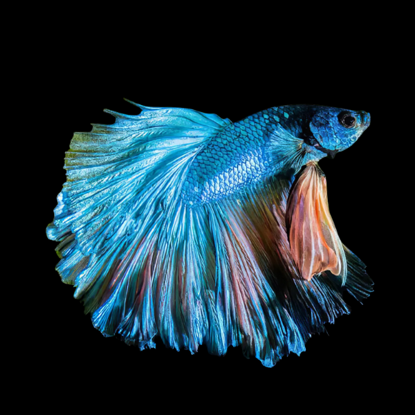 Dragon Scale Half Moon Betta Male Turquoise 3cm - Real Aquatics