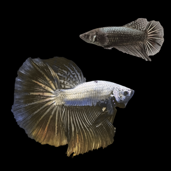 Dragon Scale Half Moon Betta Pair Male & Female Black Base 3cm - Real Aquatics