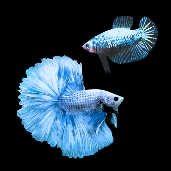 Dragon Scale Half Moon Betta Pair Male & Female Blue Base 3cm - Real Aquatics