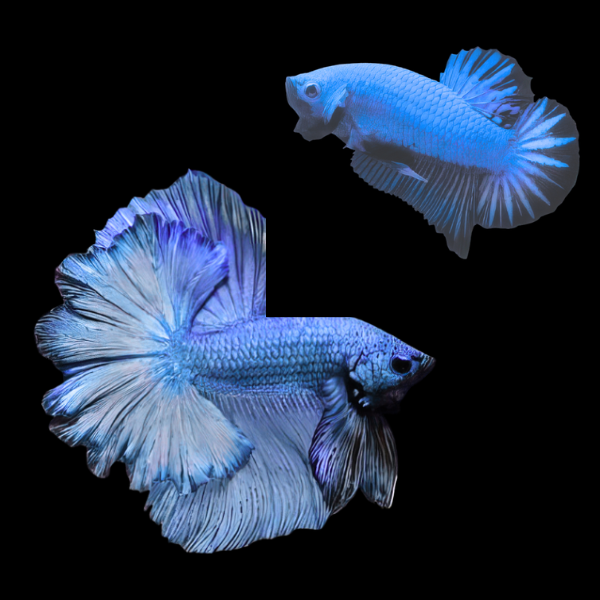 Dragon Scale Half Moon Betta Pair Male & Female Blue 3cm - Real Aquatics