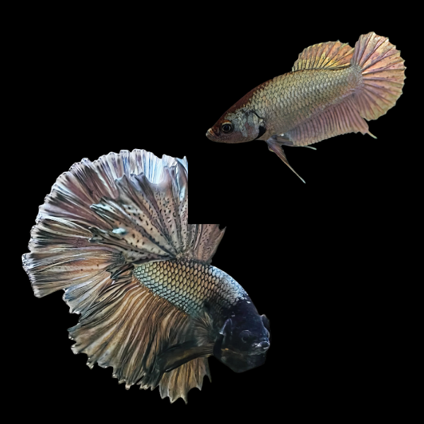 Dragon Scale Half Moon Betta Pair Male & Female Copper 3cm - Real Aquatics