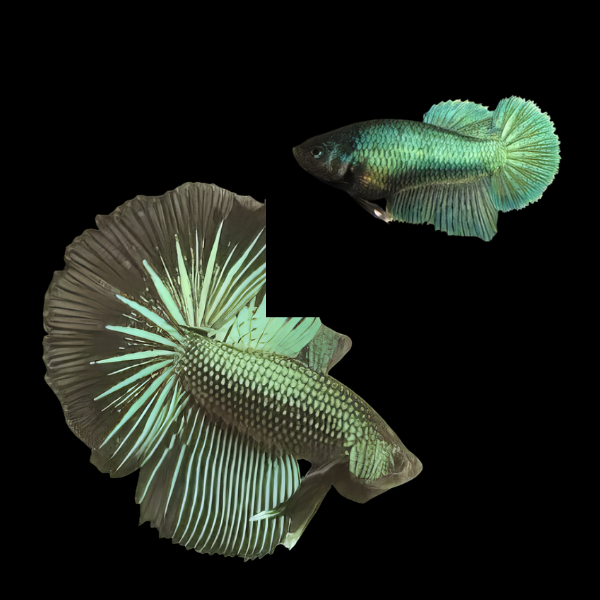 Dragon Scale Half Moon Betta Pair Male & Female Green Base 3cm - Real Aquatics