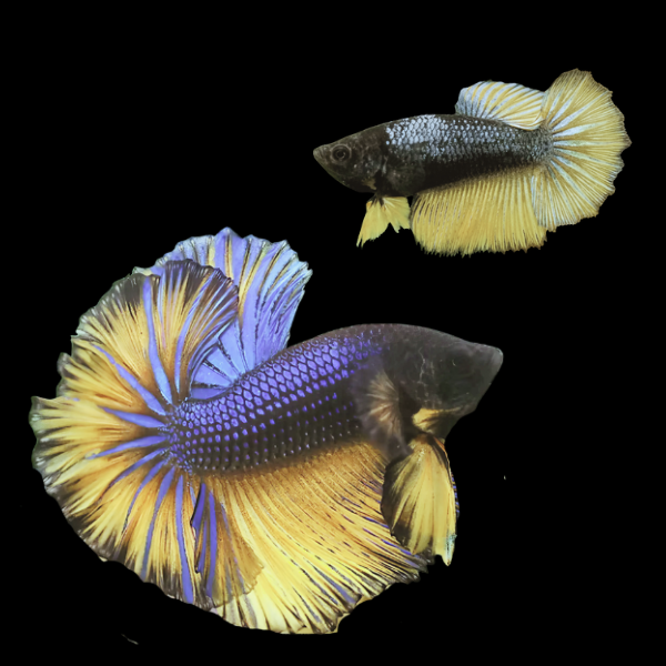 Dragon Scale Half Moon Betta Pair Male & Female Mustard Gas 3cm - Real Aquatics