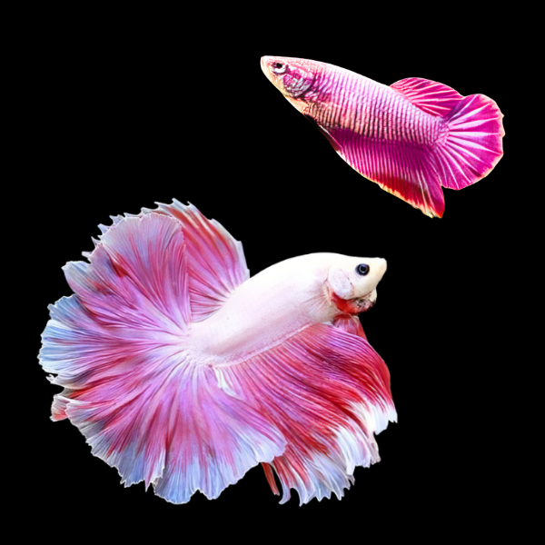 Dragon Scale Half Moon Betta Pair Male & Female Pink Base 3cm - Real Aquatics