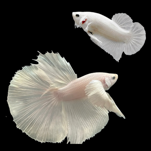 Dragon Scale Half Moon Betta Pair Male & Female Platinum 3cm - Real Aquatics