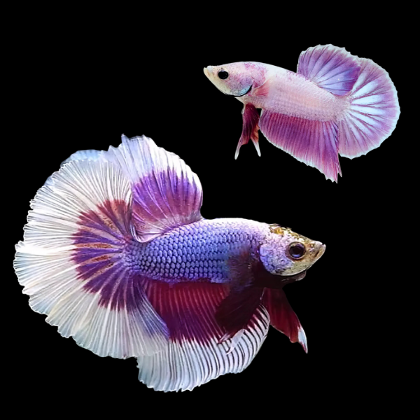 Dragon Scale Half Moon Betta Pair Male & Female Purple Base 3cm - Real Aquatics