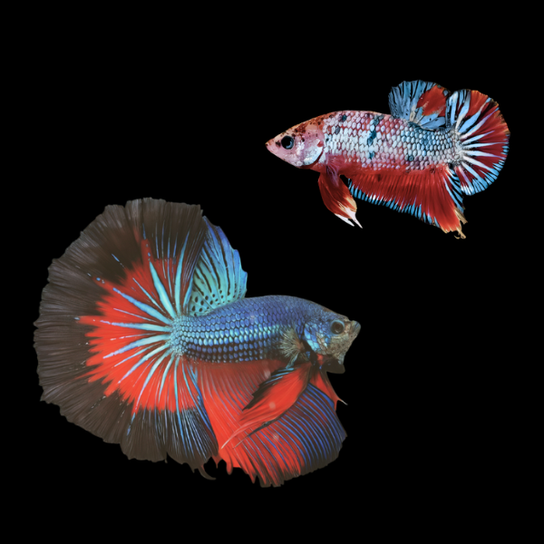 Dragon Scale Half Moon Betta Pair Male & Female Tri Colour 3cm - Real Aquatics