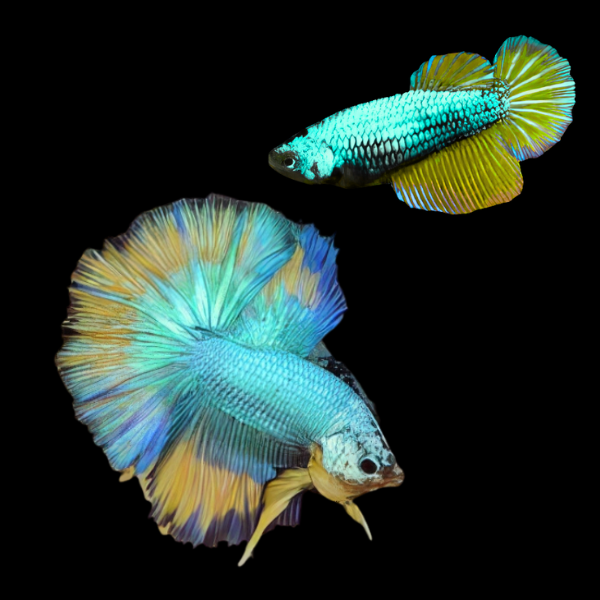 Dragon Scale Half Moon Betta Pair Male & Female Turquoise Base 3cm - Real Aquatics