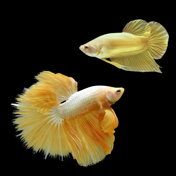 Premium Betta Pair Male & Female Dragon Yellow Based 3cm - Real Aquatics