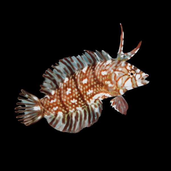 Dragon Wrasse Novaculichthys Taeniourus - Real Aquatics