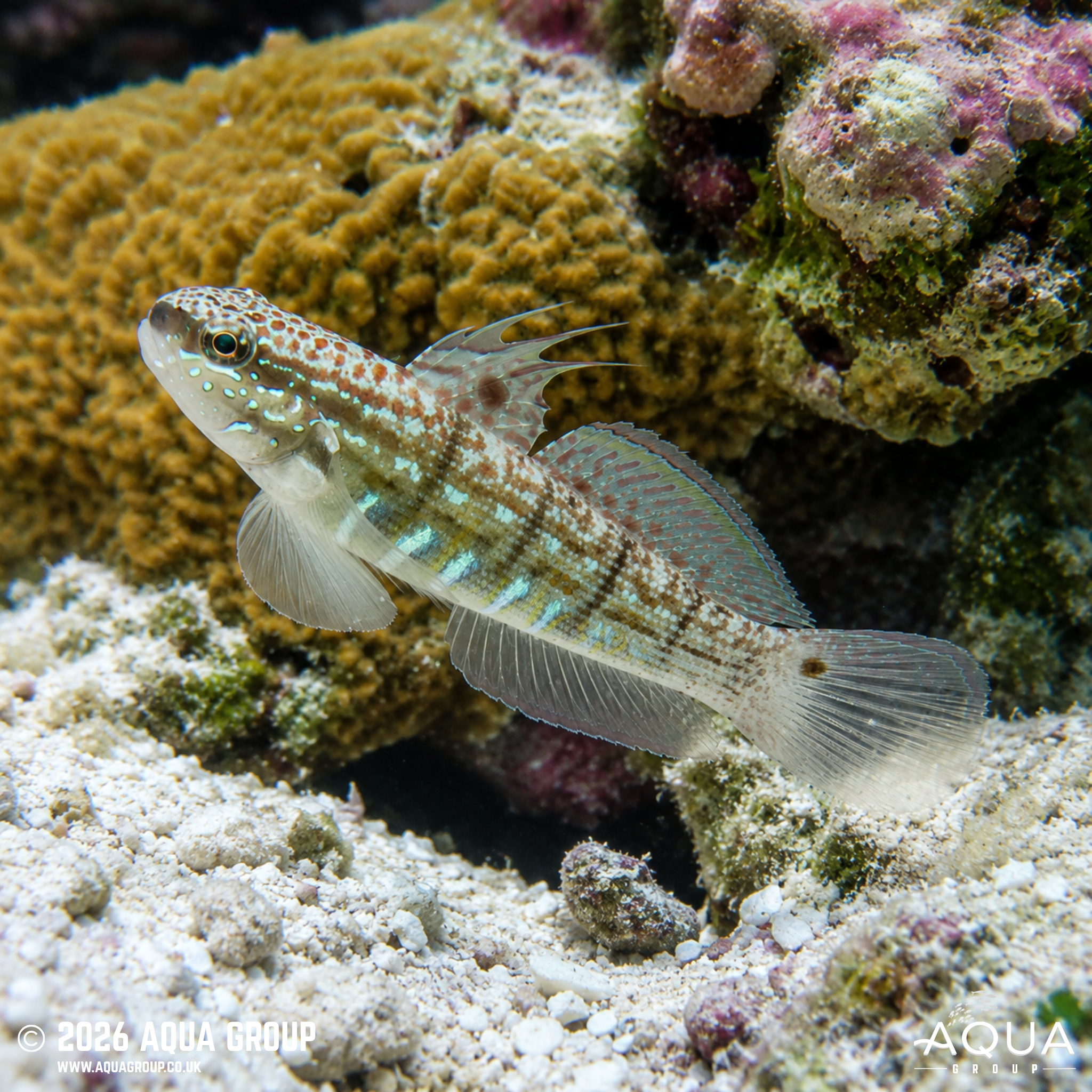 Dragon Goby (Amblygobius semicinctus)