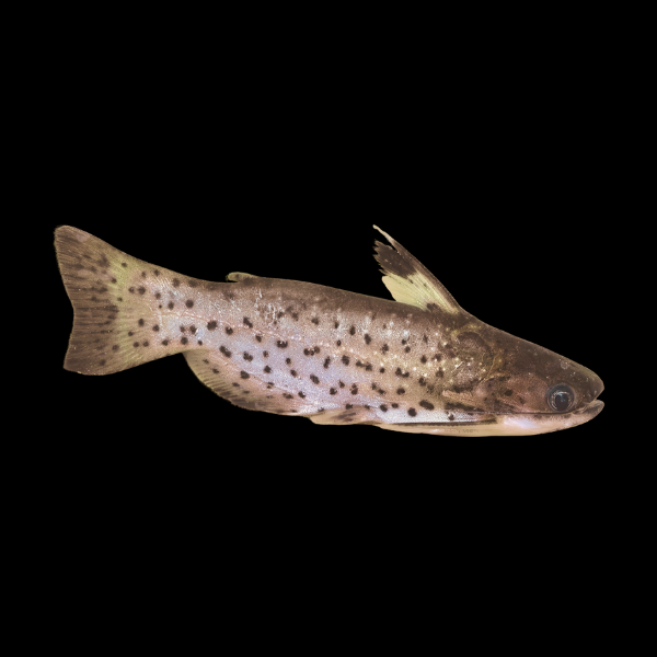 Driftwood Catfish Auchenipterichthys Punctatus - 10cm - Real Aquatics
