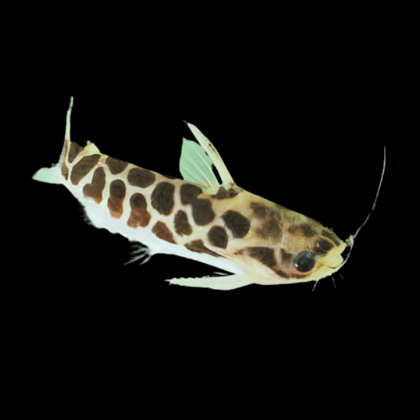 Driftwood Mottled Wood Catfish Centromochlus Perugiae 6cm - Real Aquatics