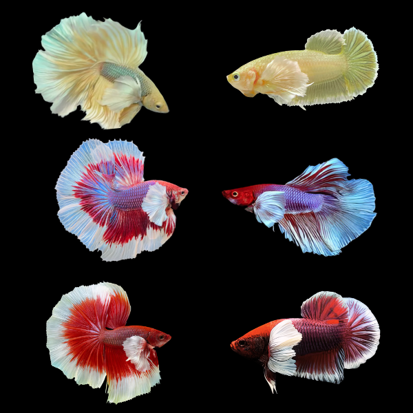 Dumbo Betta Assorted Pair's Male & Female 3cm - Real Aquatics